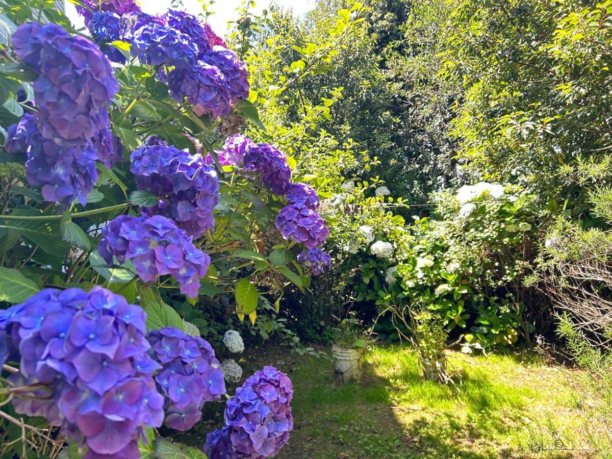 Purple Fox Hotel Ancud Exterior photo